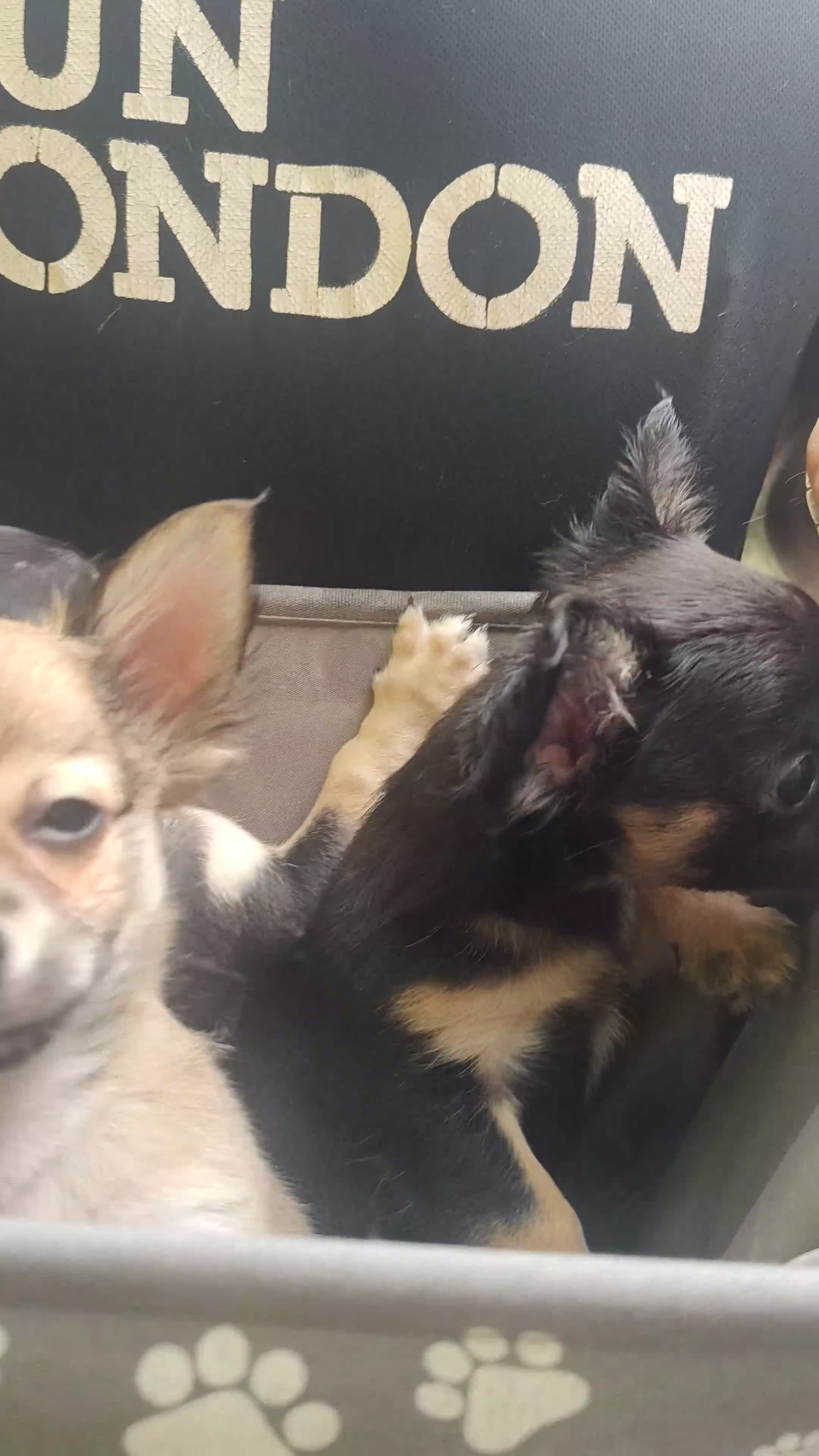 Chihuahua dogs for sale: Adorable Loving hand reared ready now Chihuahuas - Video 2