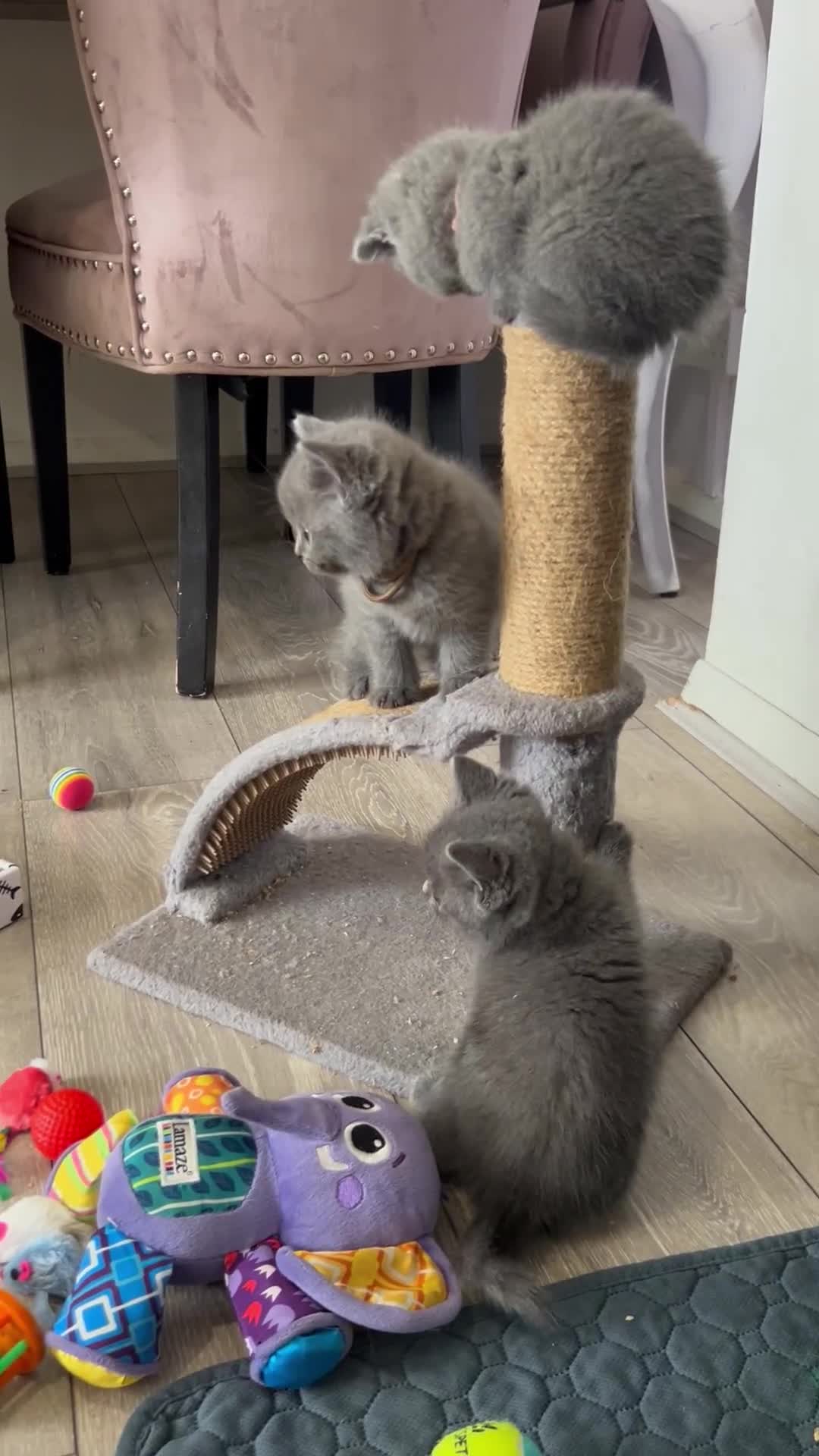 British Shorthair cats for sale: pedigree GCCF kittens available in 2 weeks time! - Video 1