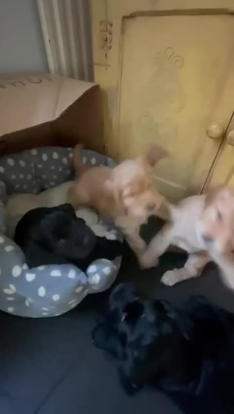 Cocker Spaniel dogs for sale: Working Cocker Spaniels - Video 1