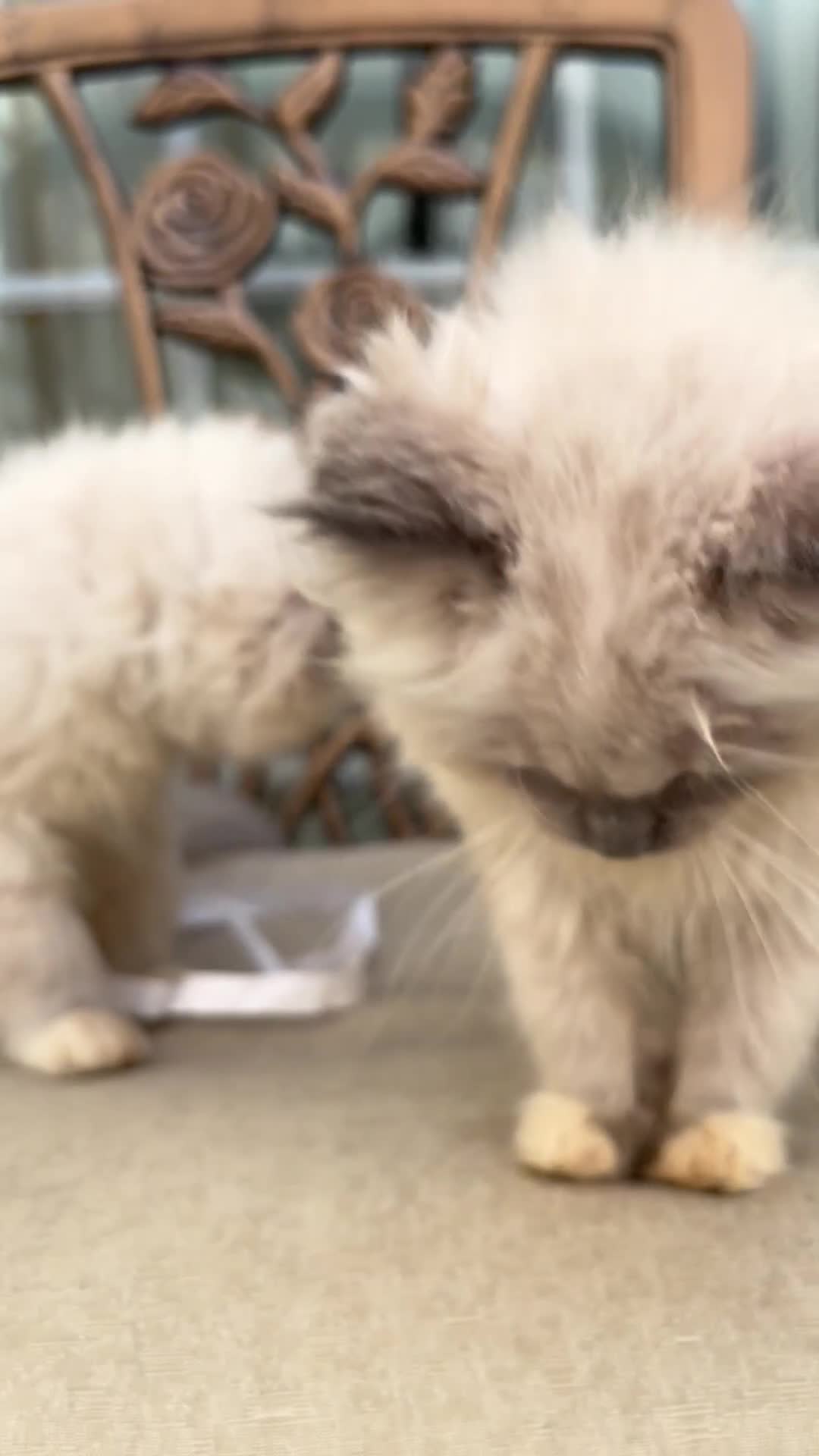 Ragdoll cats for sale: Beautiful ragdoll babies READY NOW - Video 1