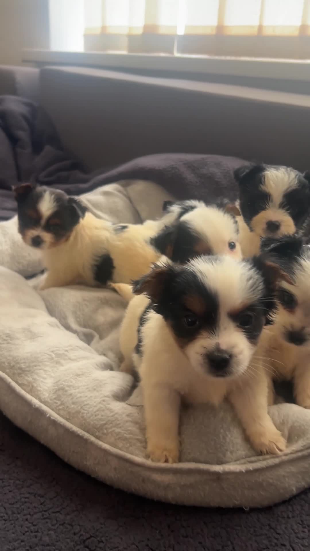 Biewer Terrier dogs for sale: Beautiful Biewer terrier puppies for sale  - Video 1