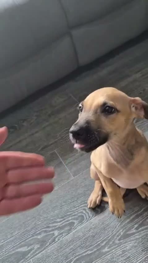 Lurcher dogs for sale: Lurcher pup  - Video 1
