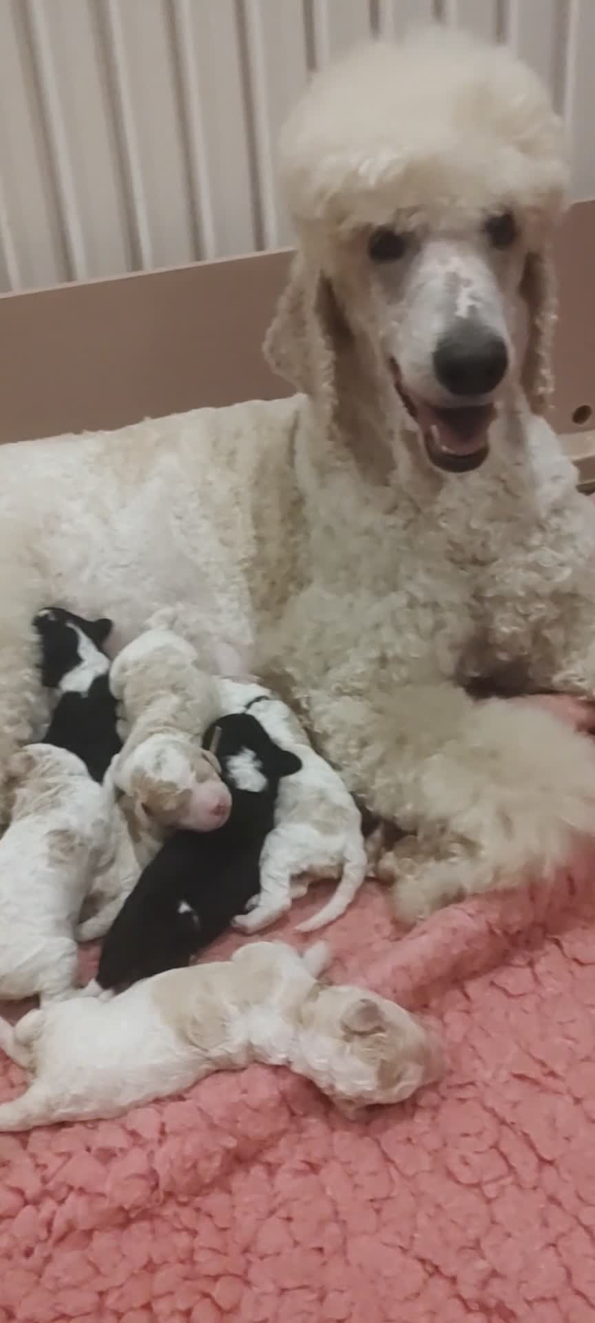 Standard Poodle dogs for sale: Elite KC Reg'd Standard Parti Poodle Pups - Video 1