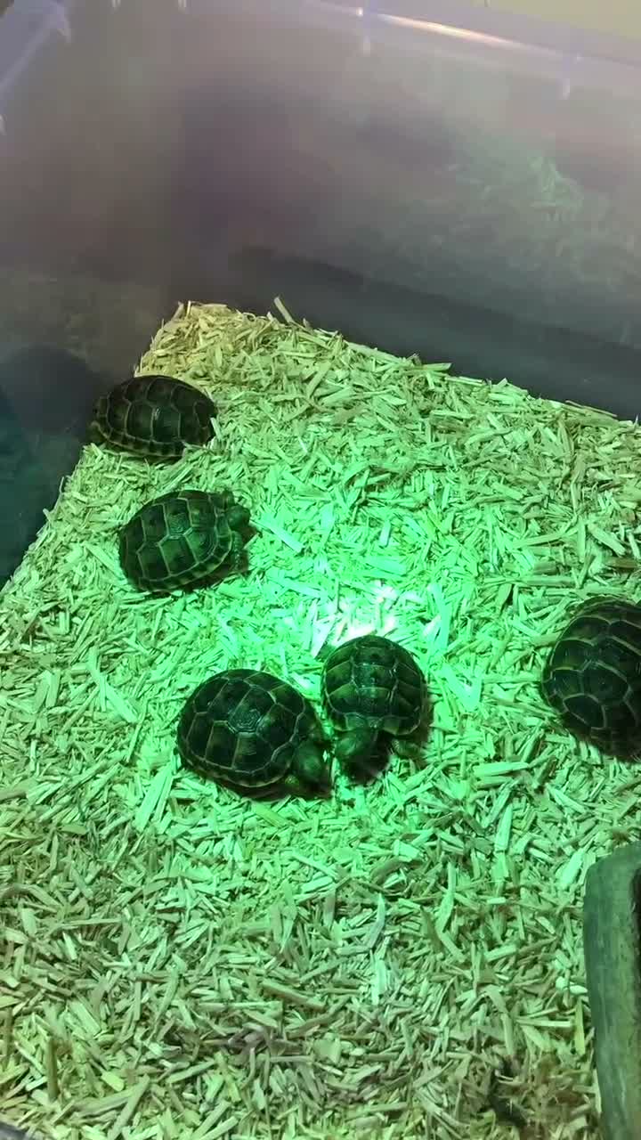 Tortoise reptiles for sale: Baby spur thighed tortoises  - Video 2