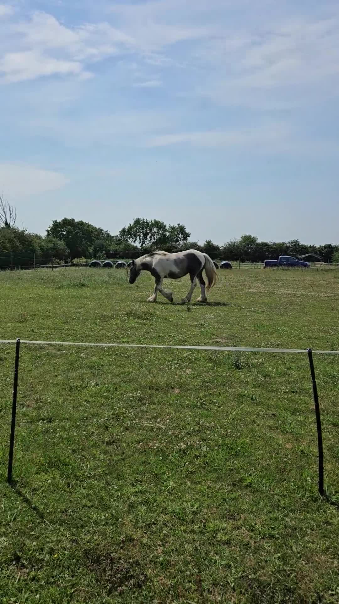 Other Breed horses for sale: Maxi cob gelding  - Video 1