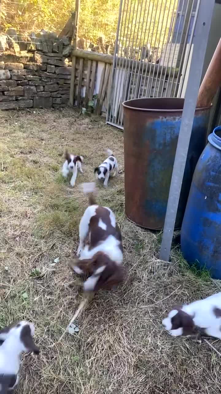 English Springer Spaniel dogs for sale: Exceptional Working & Trialing Lines  - Video 3