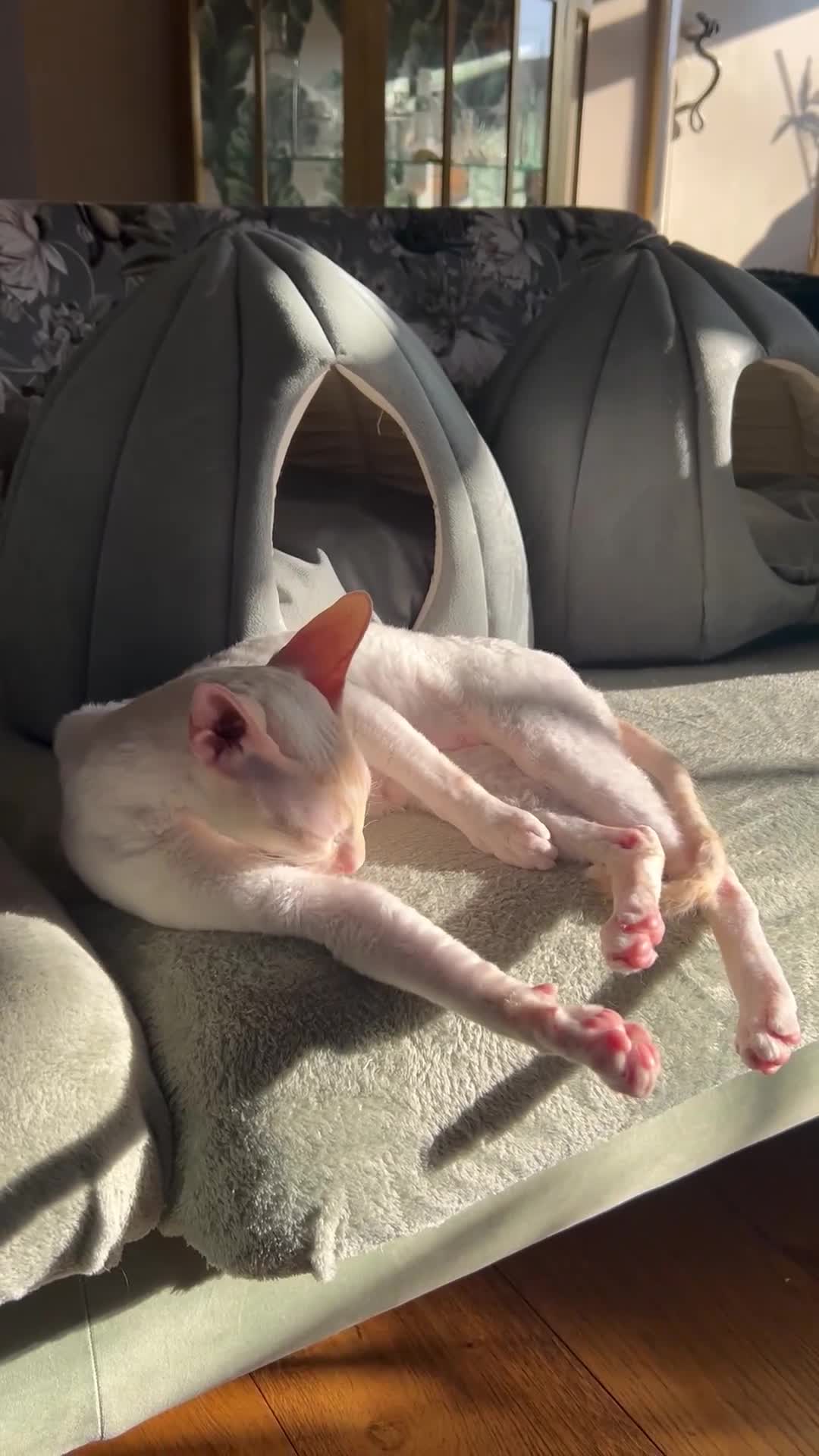 Cornish Rex cats for sale: Stunning ready to leave now Cornish Rex Female  - Video 1