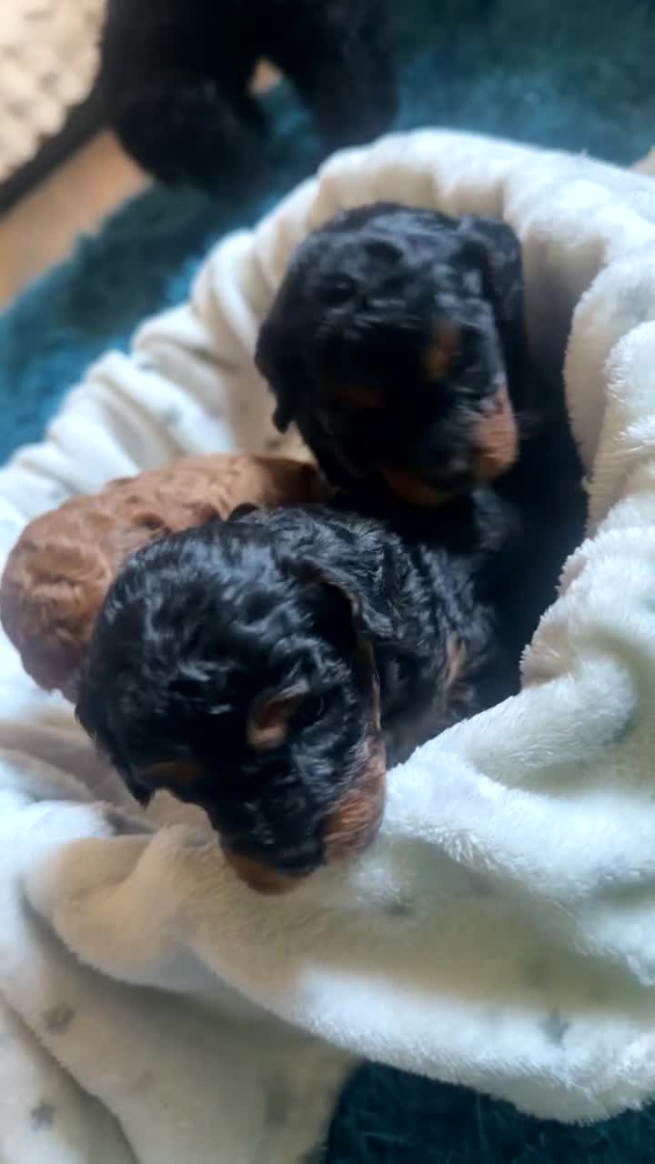 Cavapoo dogs for sale: Cavapoo Puppies  - Video 3