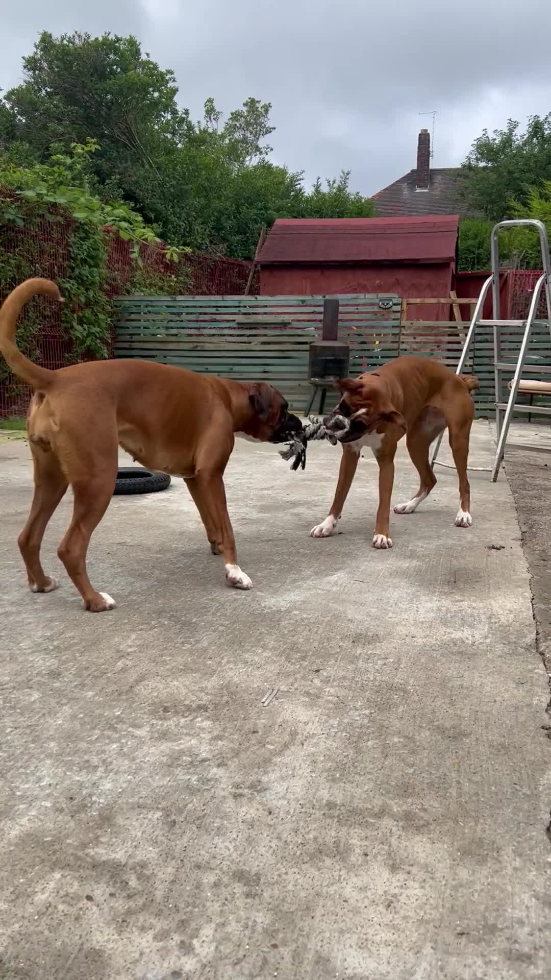 Boxer dogs for sale: 18Month Female Boxer Looking for Her Forever Home  - Video 1