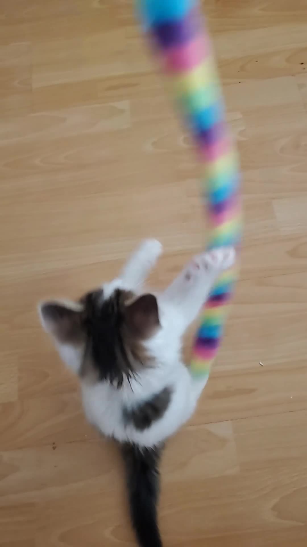 Mixed Breed cats for sale: 12-Week-Old Male Kitten looking for a Loving Home - Video 1