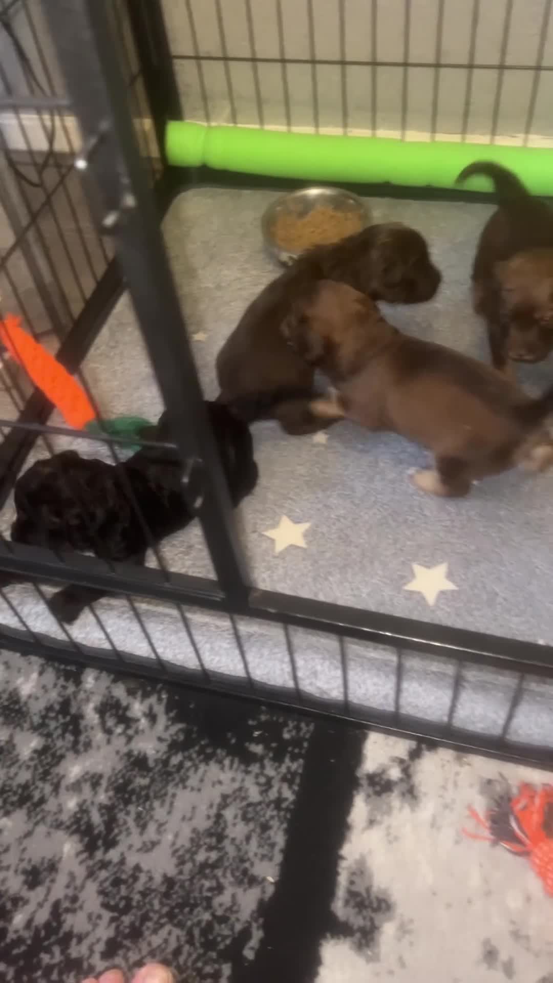 Cockapoo dogs for sale: Cockapoo puppies - Video 1