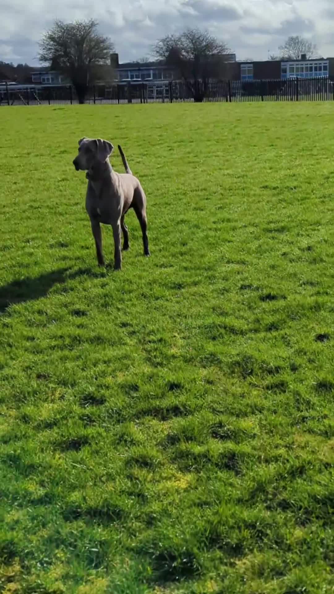 Weimaraner dogs for stud: KC Registered Weimaraner Available for Stud - Video 1