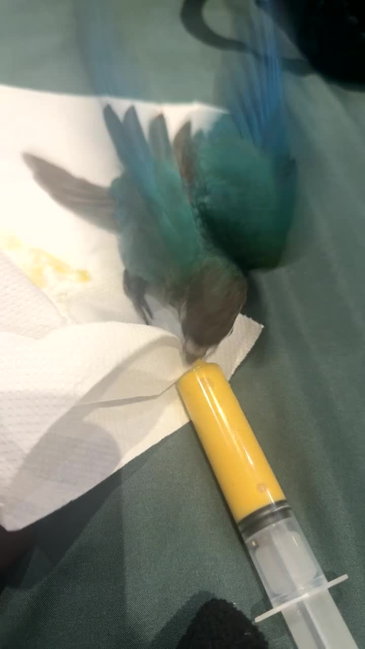 Conures birds for sale: 4 weeks old Hand tamed Conure- Male- New- Baby - Video 1