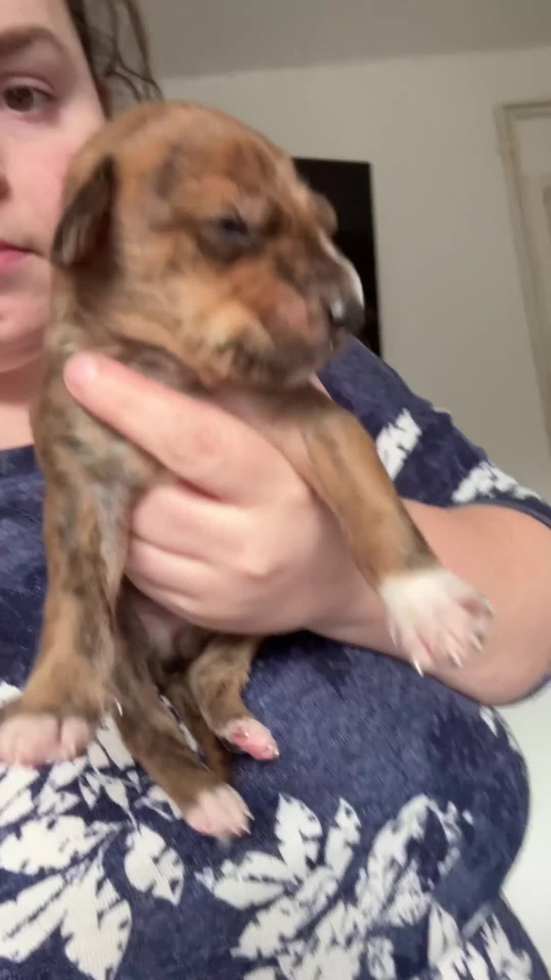 Whippet dogs for sale: Wippet pups  - Video 1