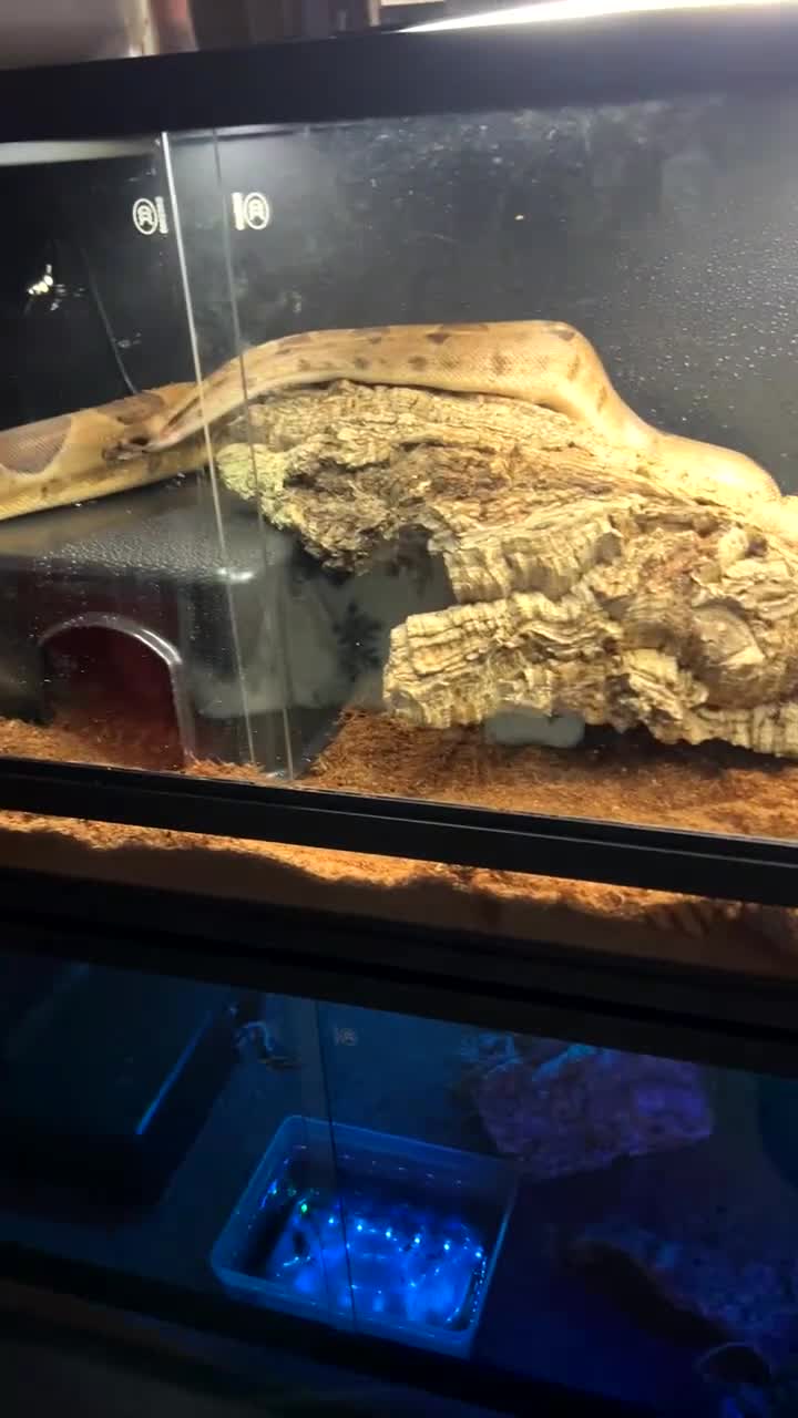 Boa Snake reptiles for sale: Hypo boa constrictor with tank - Video 3