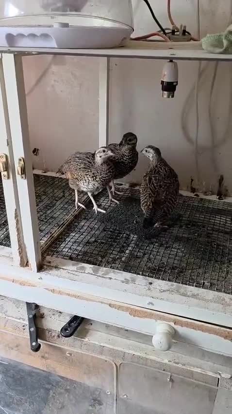 Pheasants poultry for sale: Black Franklin Babies  - Video 2