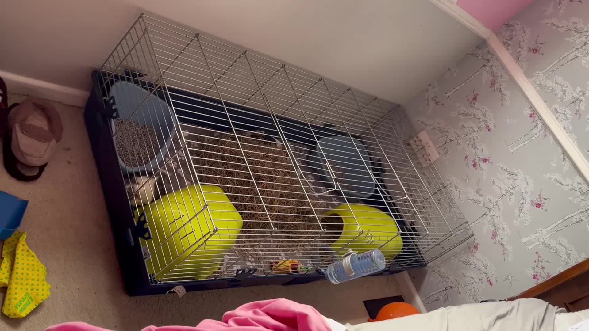 Guinea Pig rodents for sale: Male guinea pigs with cage and accessories  - Video 1
