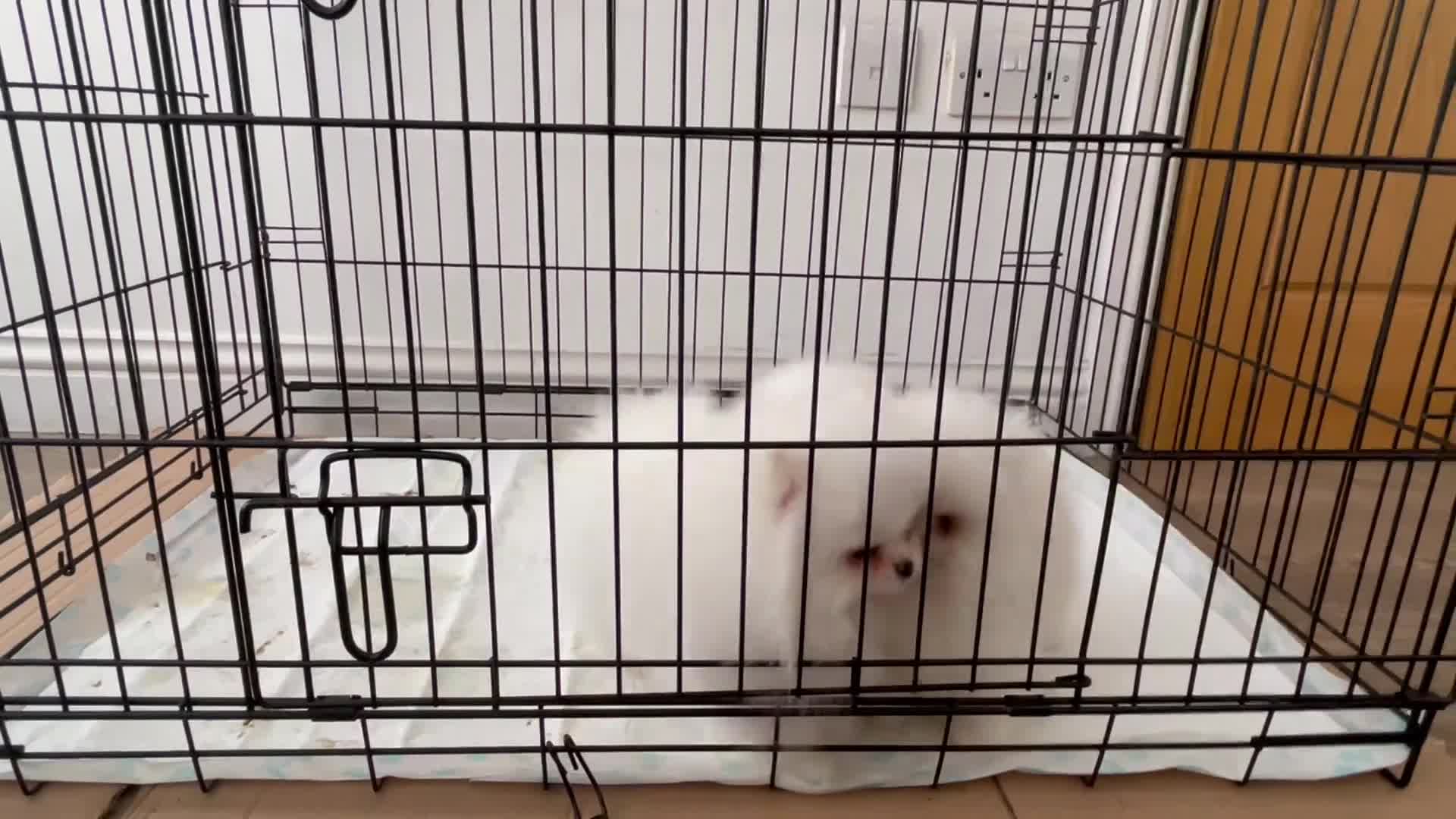 Pomeranian dogs for sale: Amazing pure white KC puppies looking for lovely🏠 - Video 3