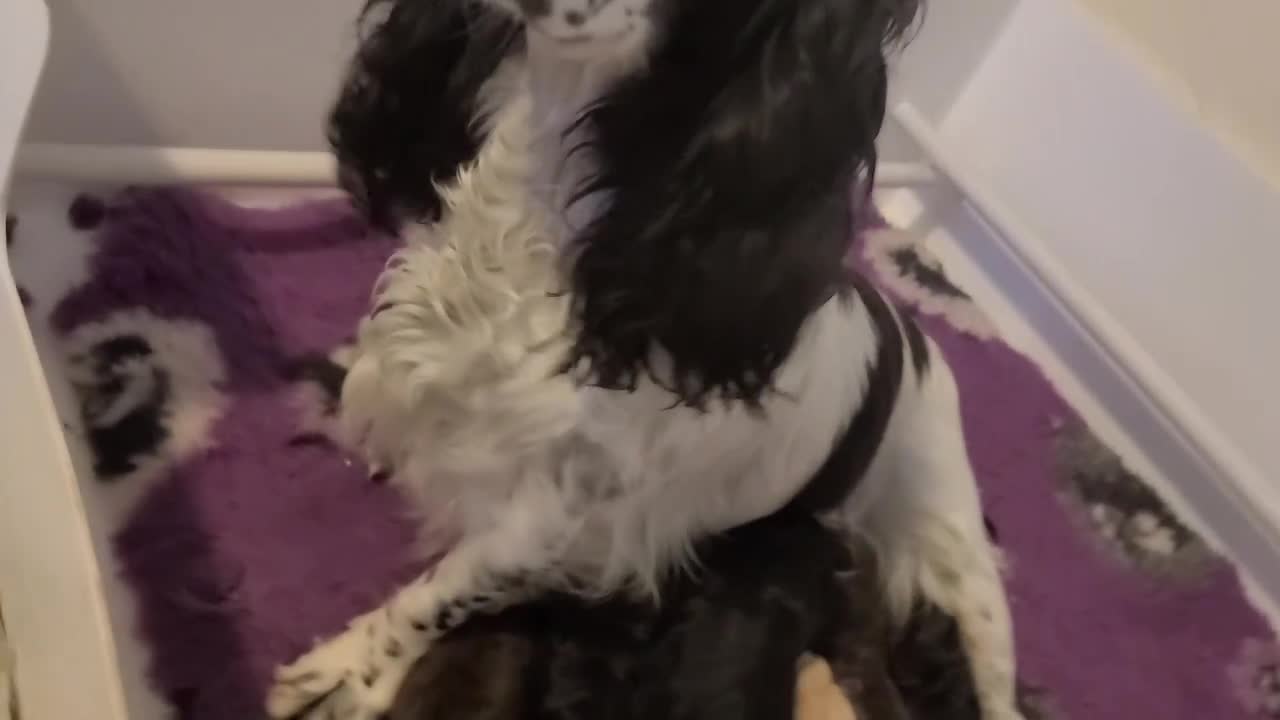 Cockapoo dogs for sale: F1 Cockapoos. DNA Health Tested  in Pershore - Video 1