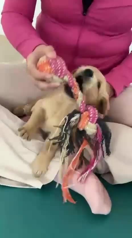 Golden Retriever dogs for sale: Working Line KC reg golden retriever puppies  - Video 3