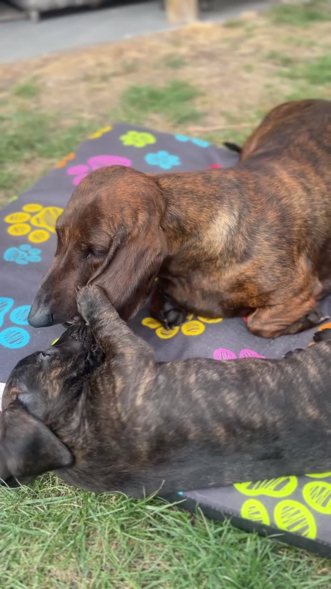 Dachshund dogs for sale: KC Standard Brindle Dachshund puppy/girl - Video 2