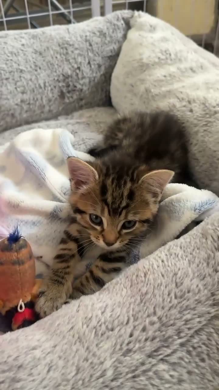Mixed Breed cats for sale: Tabby Male Kitten - Video 1