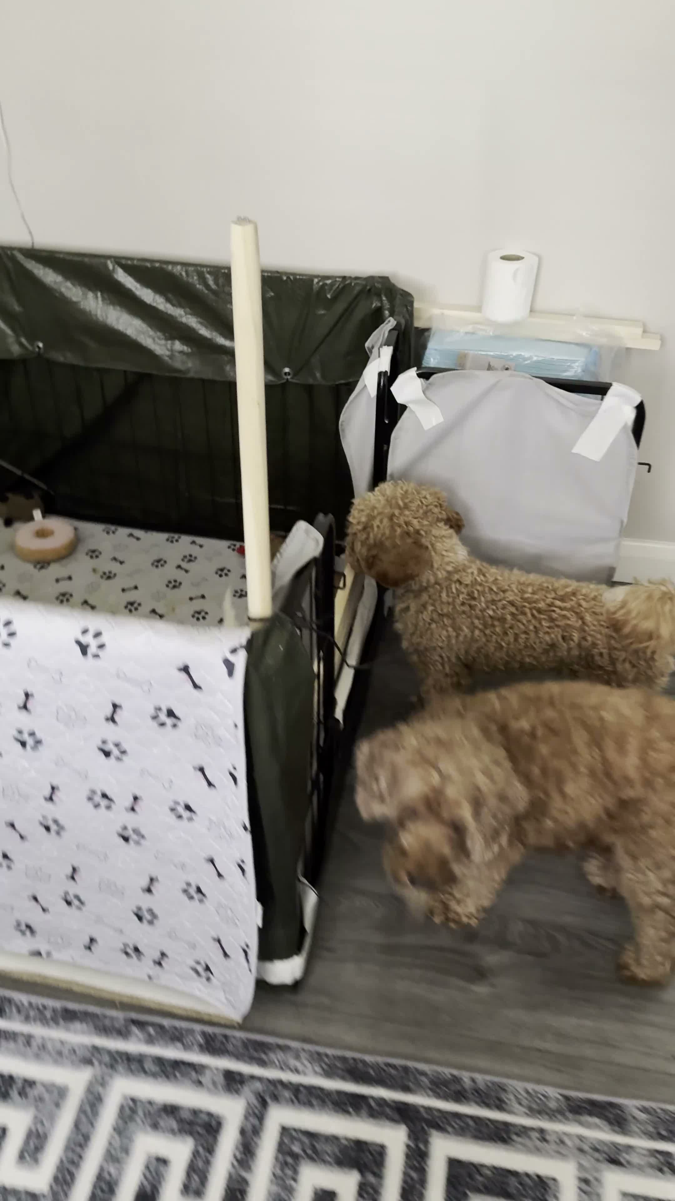 Cockapoo dogs for sale: Toy Poodle x Cockerpoo Puppies - Video 1