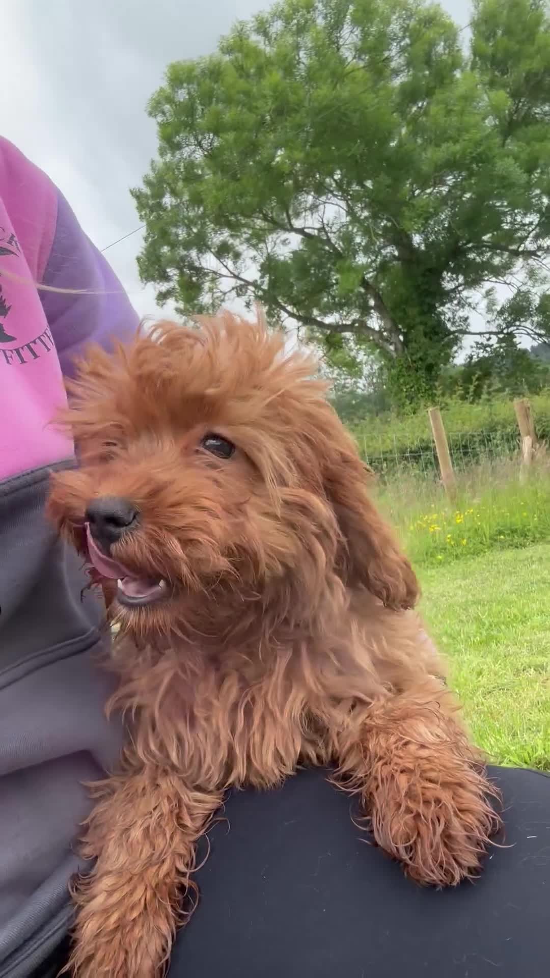 Cavapoo dogs for sale: 🌟 DNA Tested KC Parents Red F1 Cavapoo Puppies - Video 1