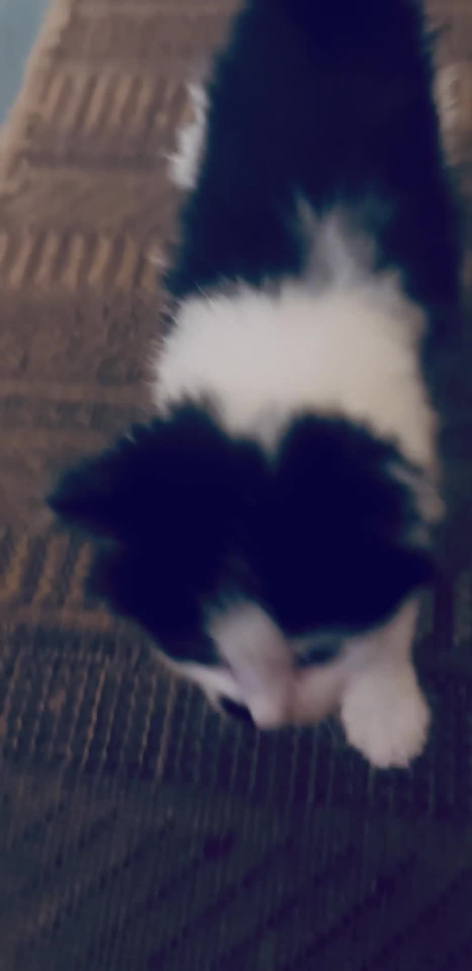 Bombay cats for sale: Beautiful tuxedo cross Ragdoll kittens  - Video 1