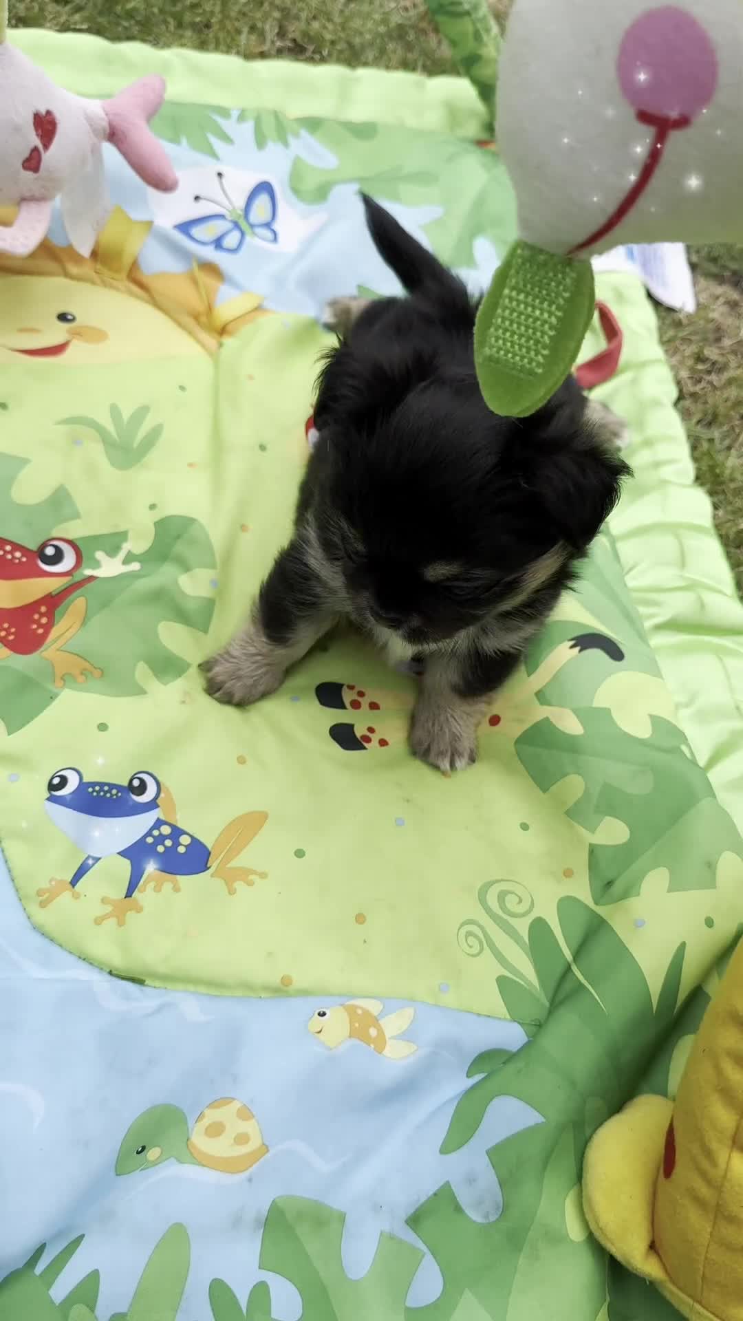 Chihuahua dogs for sale: KC long coat quality chihuahua Licensed breeder - Video 2