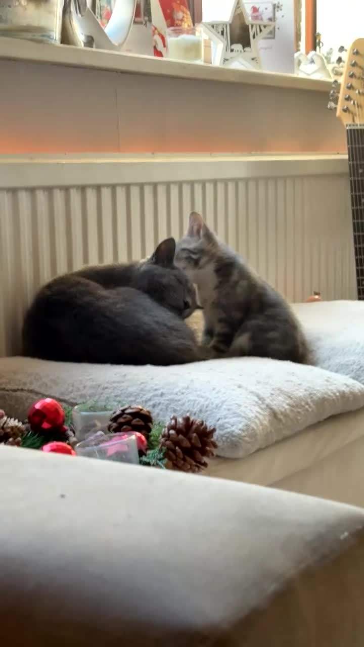 Russian Blue cats for sale: beautiful grey and white russian blue kitten  - Video 1