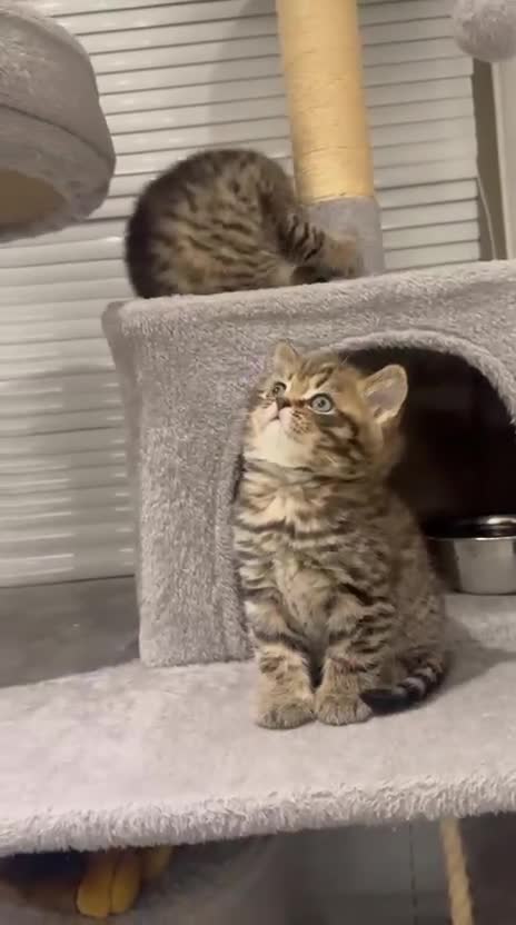 British Shorthair cats for sale: Adorable British Shorthair Male Kittens for Sale. - Video 1