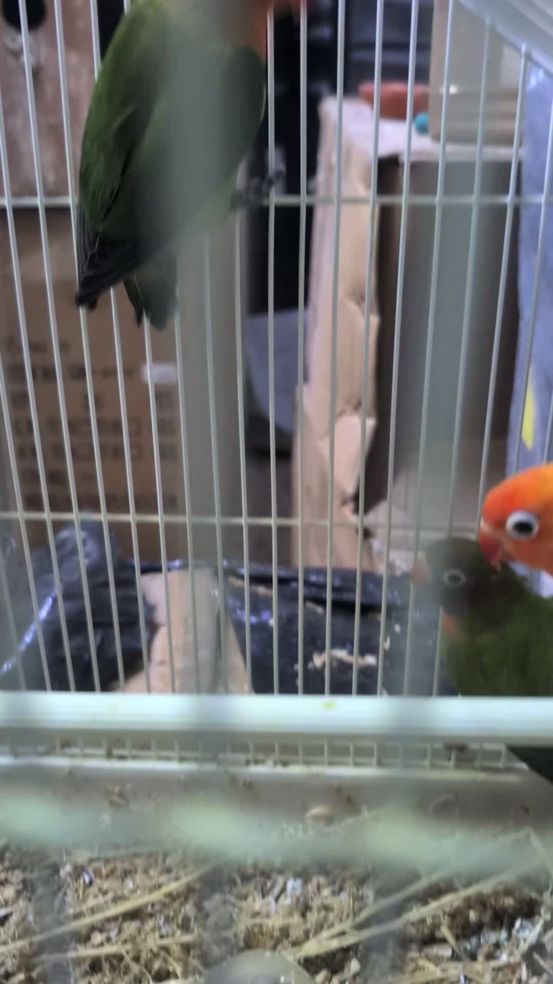 Lovebirds birds for sale: All Colour Love Birds - Video 1