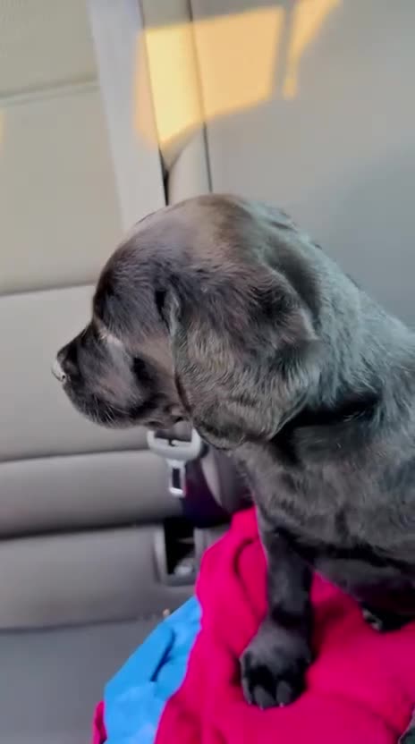 Goldador dogs for sale: Beautiful Goldador girl ready for collection  - Video 1