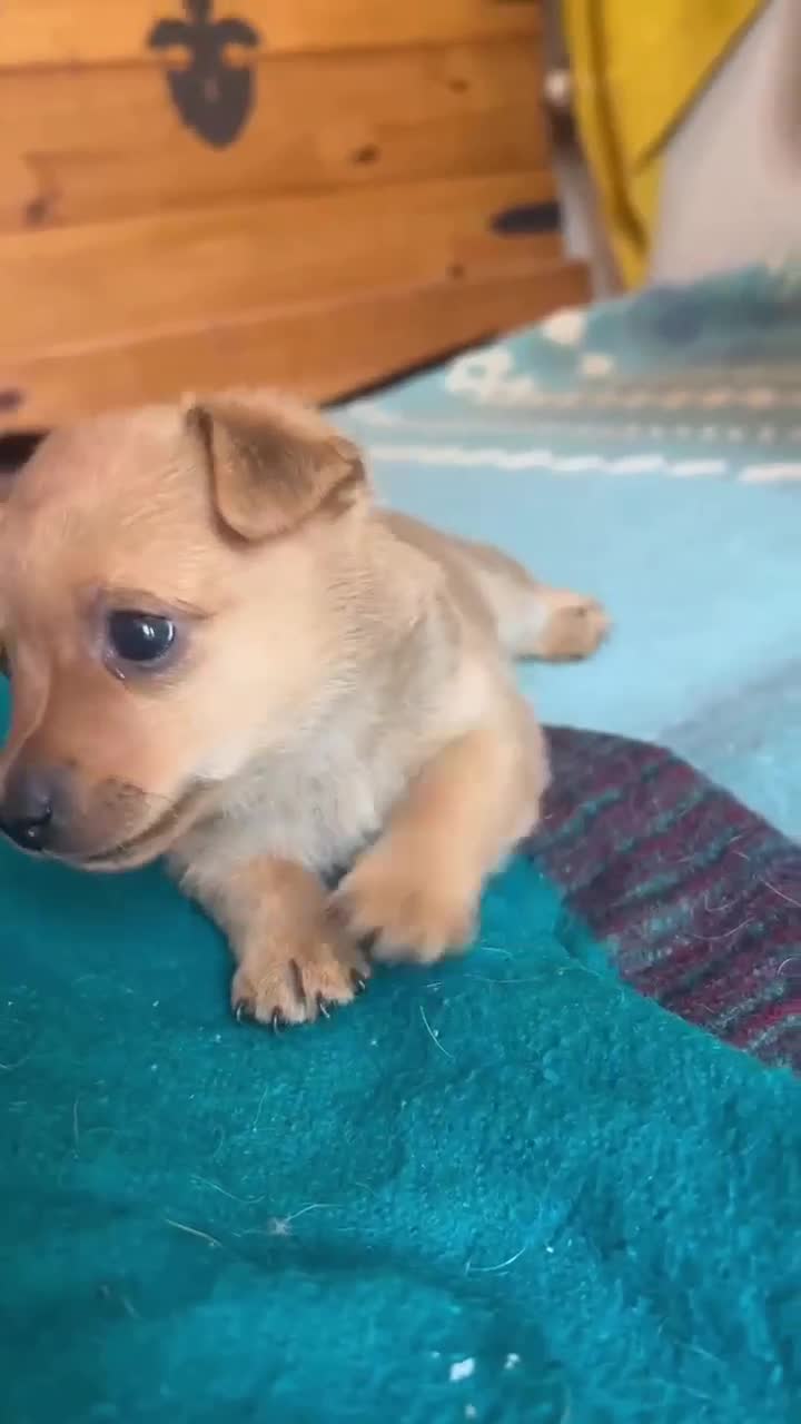 Mixed Breed dogs for adoption: Susie - Beautiful Tiny Min Pin Mix Girl Pup  - Video 4