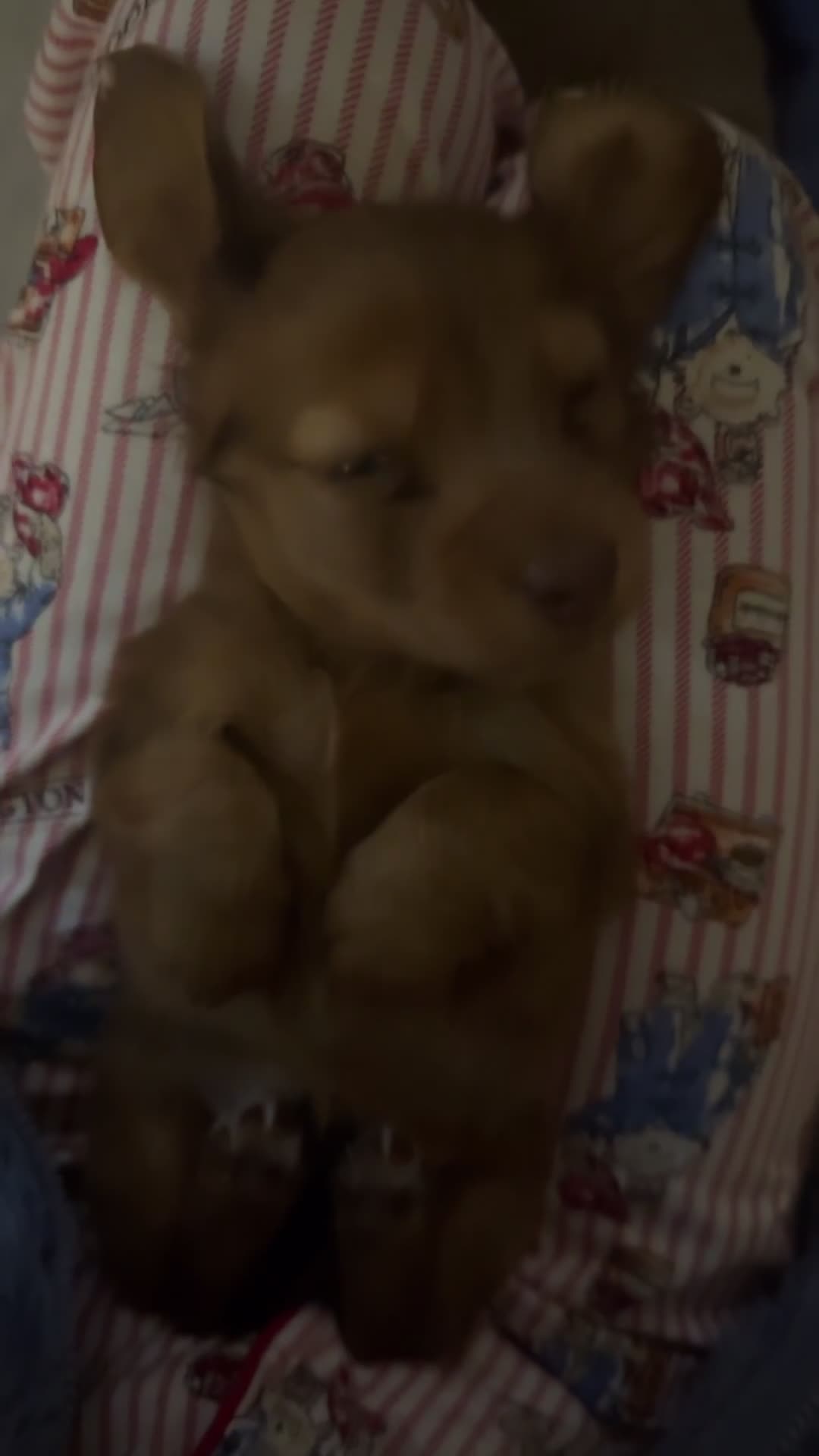 Miniature Dachshund dogs for sale: Long Haired ( Choclate Based ) Mini Dachshunds  - Video 2