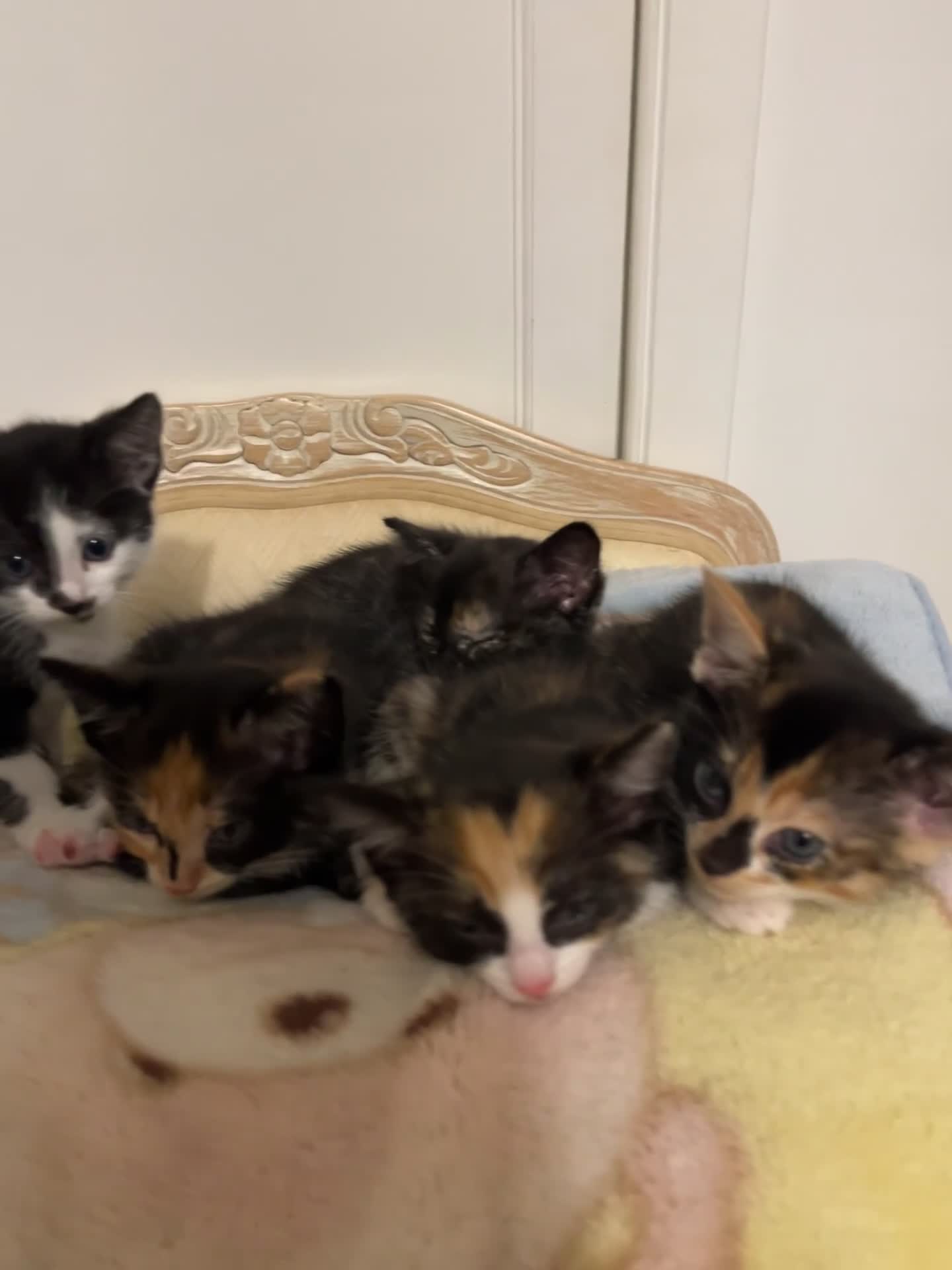 Mixed Breed cats for sale: Beautiful kittens ready for new loving homes  - Video 5