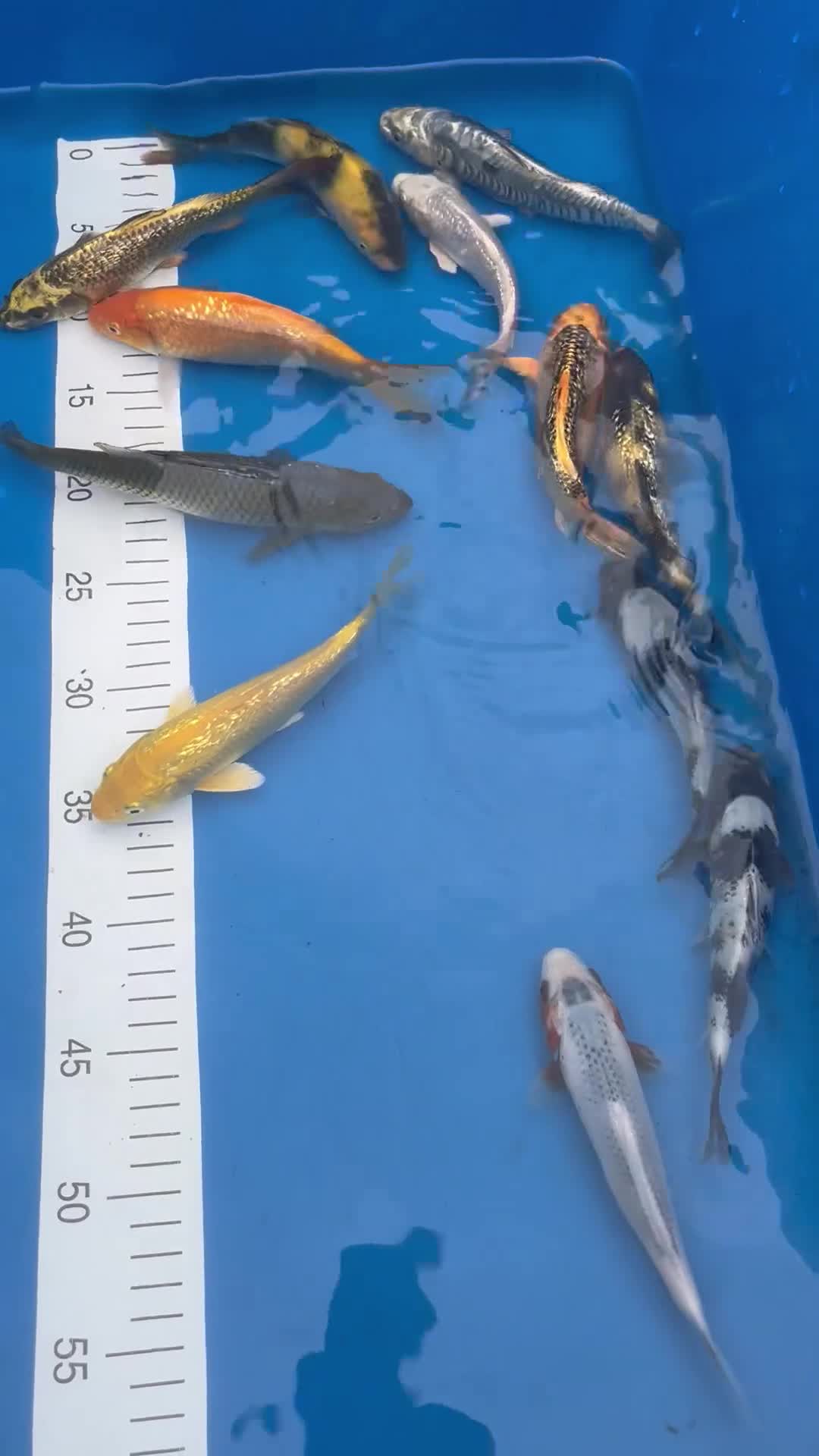 Koi Carp fish for sale: Japanese tosai - Video 1