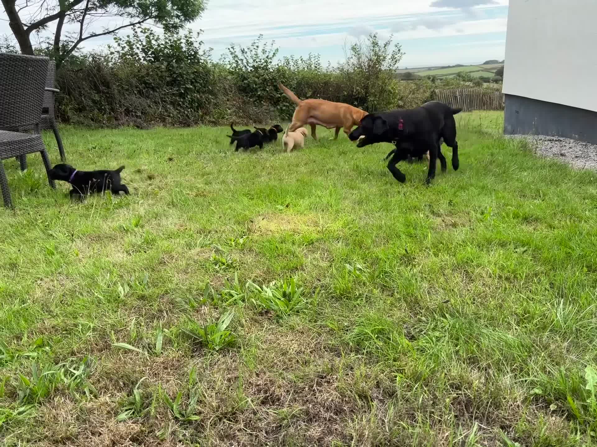 Labrador Retriever dogs for sale: Working line Labrador puppies - Video 1