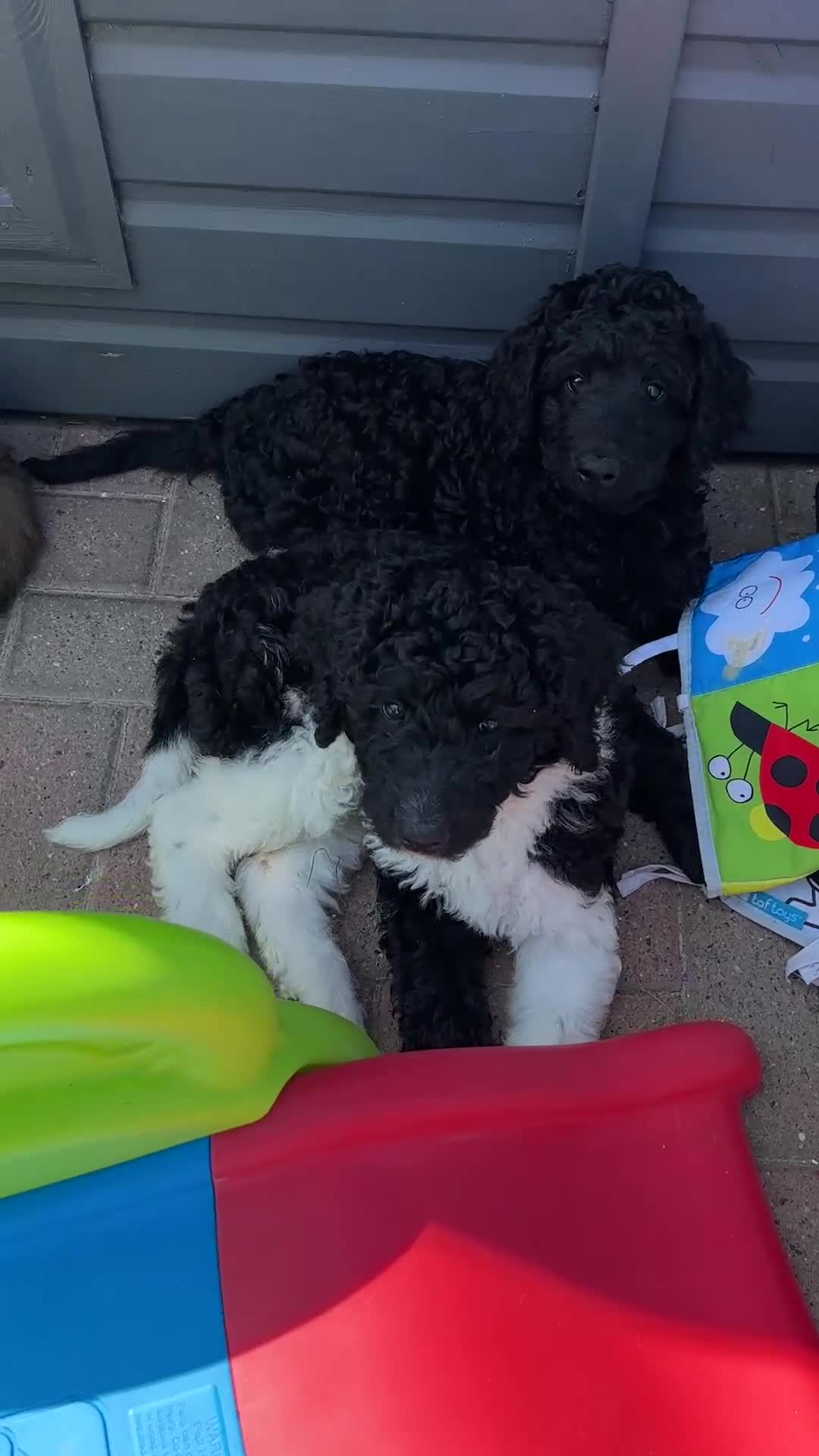 Mixed Breed dogs for sale: 🐾 St Beradoodle Puppies Health Tested Parents 🐾 in Sheerness - Video 2