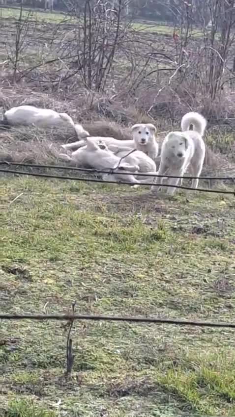 Mixed Breed dogs for adoption: 🐾 ROCKY – The Brave Little Survivor 🤍 - Video 2