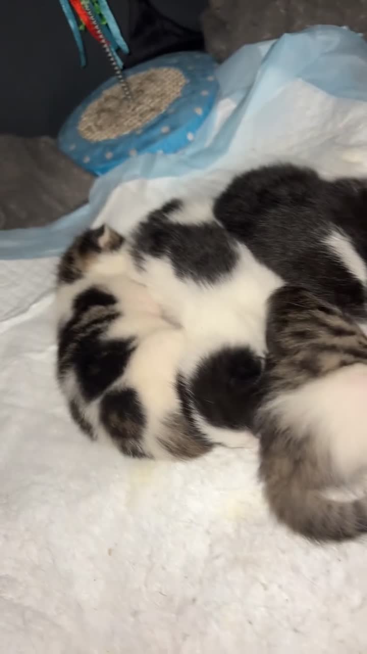 Mixed Breed cats for sale: Baybie  - Video 1