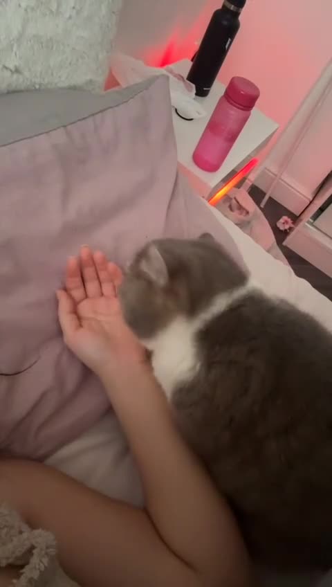 British Shorthair cats for sale: British short haired for sale  - Video 2