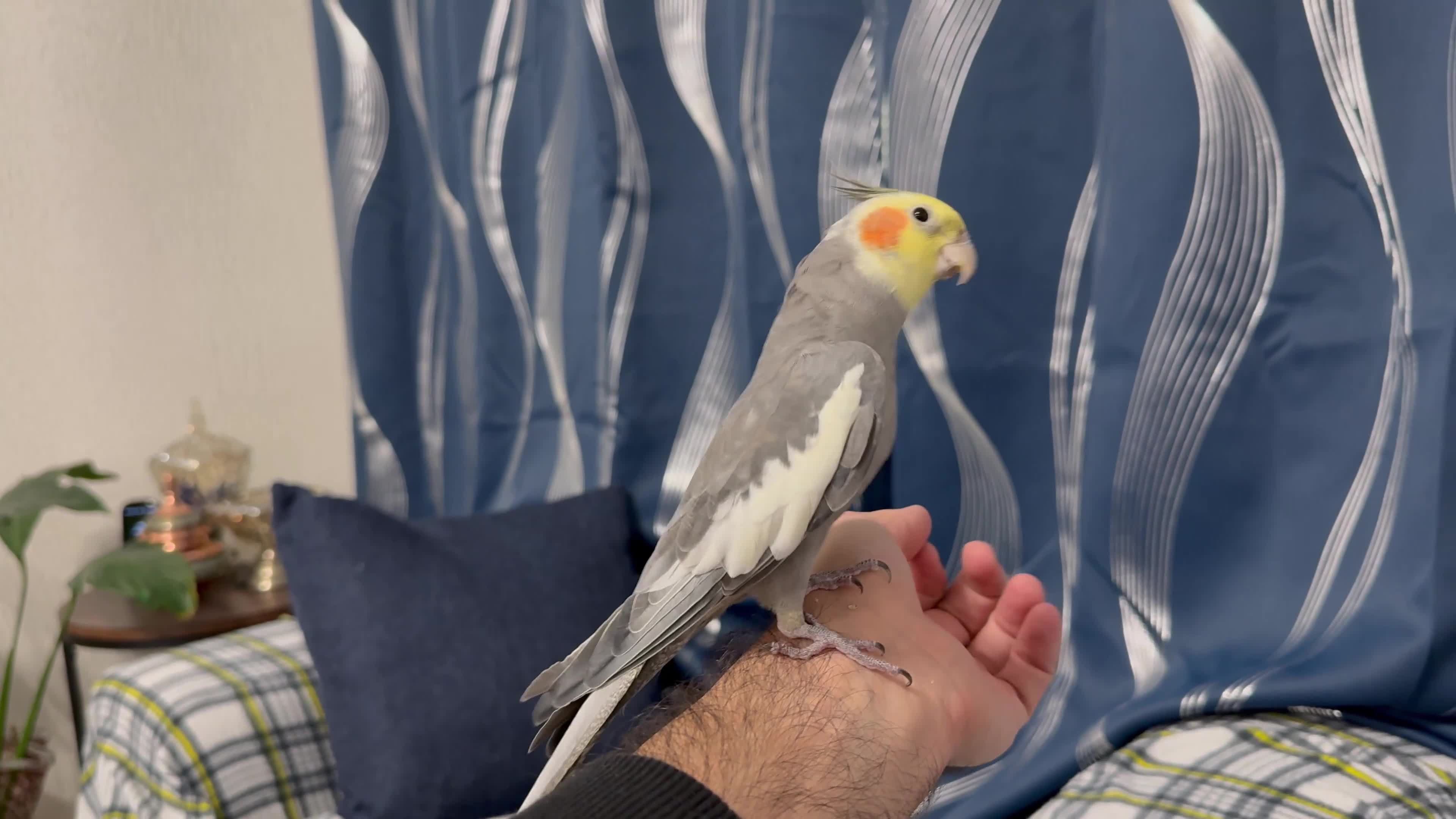Cockatiels birds for sale: Beautiful Tamed Cockatiel with Cage & Accessories in Leeds - Video 1