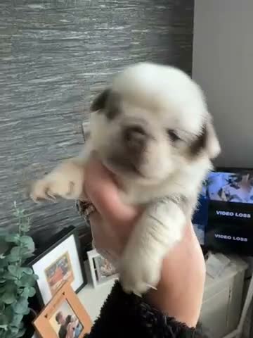 Pug dogs for sale: Kc lilac and chocolate pugs 5 star licensed  - Video 1