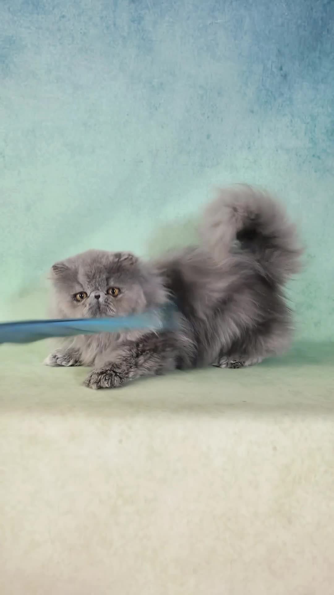 Persian cats for sale: CFA registered pedigree persian cat girl for sale - Video 3