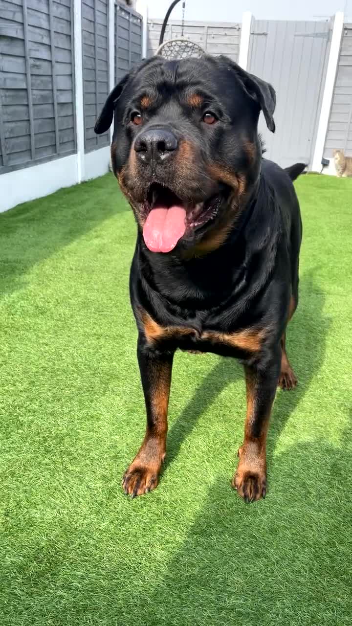 Rottweiler dogs for stud: ⭐️KAGE⭐️ - Video 3