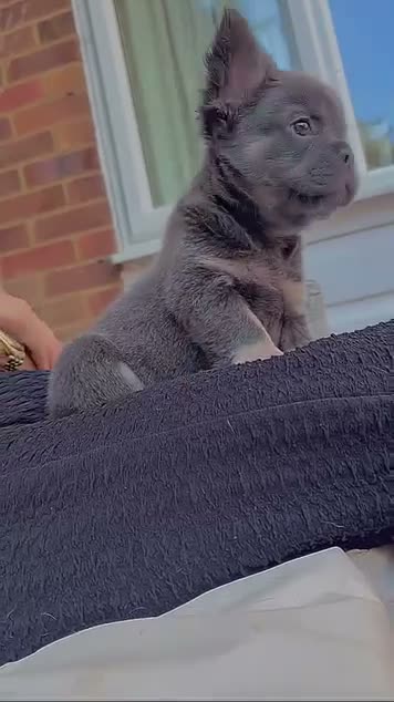 French Bulldog dogs for sale: Lovely fluffy frenchies - Video 2
