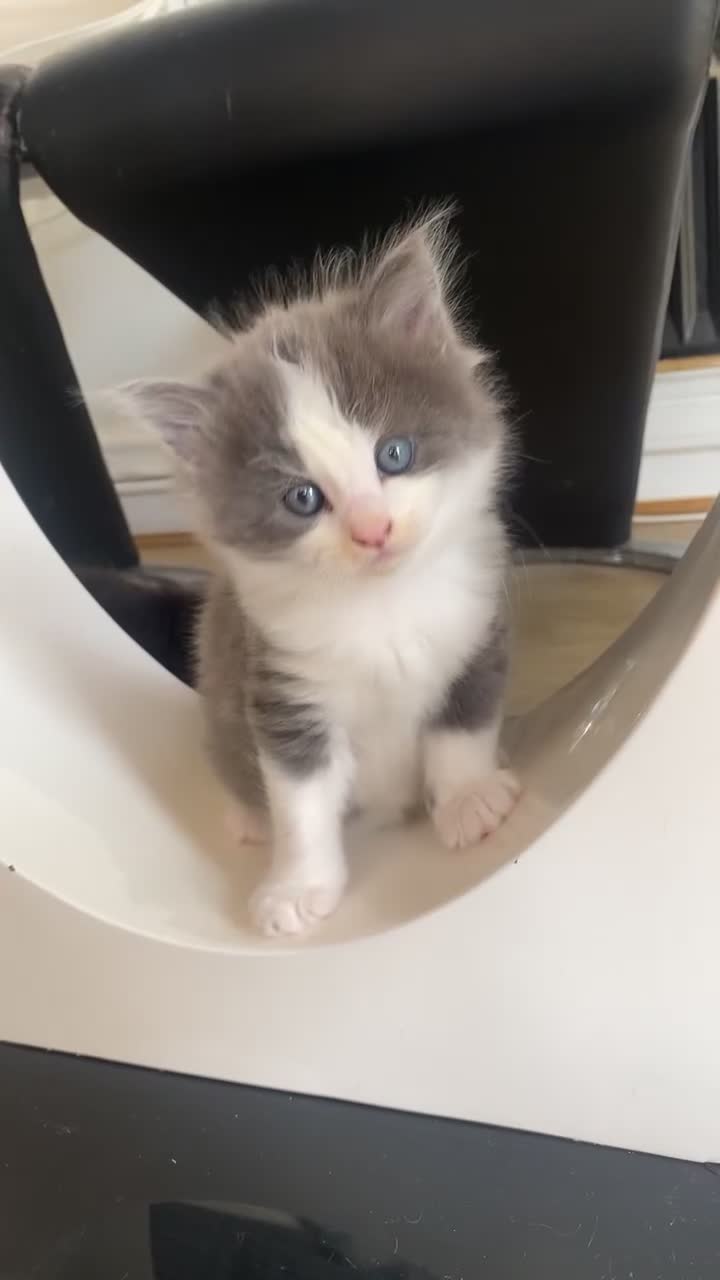 Siberian cats for sale: Beautiful Mixed Kittens-Siberian/Ragdoll/Longhair - Video 1