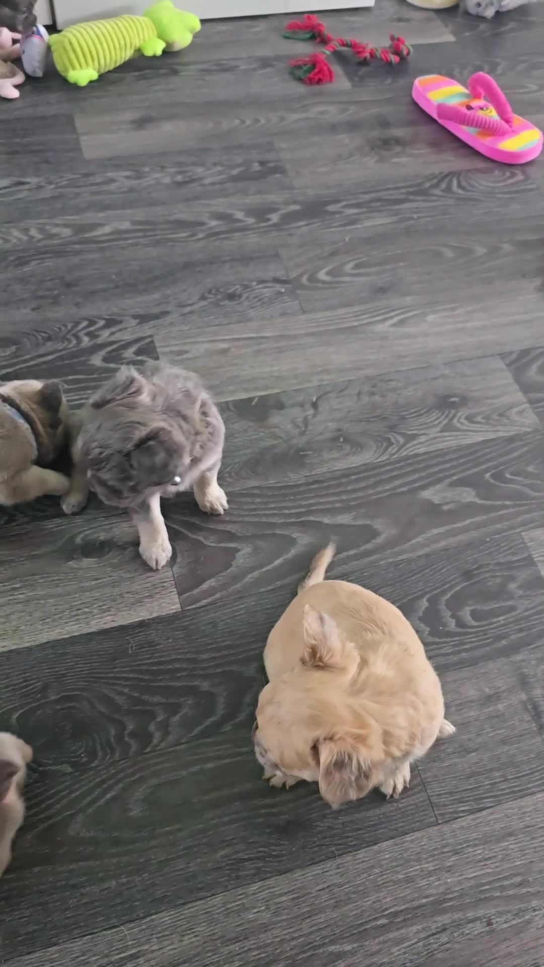 French Bulldog dogs for sale: Fluffy frenchies - Video 1